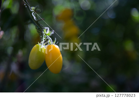 Smart farming techniques hydroponic salad vegetables technology tomato red green ensuring fresh sustainable produce agriculture promotes healthy eating support farmer living local community non gmo 127778023