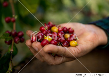 Farmer concept harvest hand ripe coffee seed robusta arabica berry close up fresh green leaf bean picking orange crop red yellow berries raw plant tree farm growth blur background eco organic garden 127778030