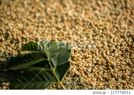 Smart farming techniques machinery roast apparatus coffee bean dry sunlight tool sunbeam sunray sunshine fresh garden produce agriculture promotes farmer concept close up plant farm blur background 127778031