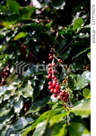 Farmer concept harvest ripe coffee seed robusta arabica berry close up fresh green leaf bean picking orange crop red yellow berries raw plant tree smart farm growth blur background eco organic garden 127778078