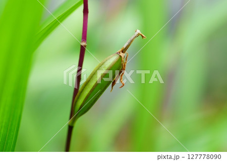 紫蘭の実 紫蘭の実 127778090