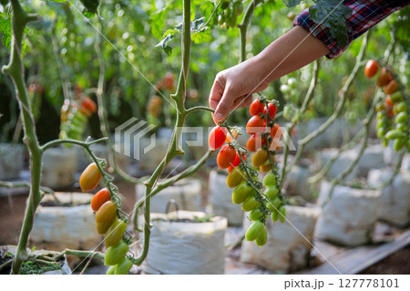 Smart farming techniques hydroponic salad vegetables technology tomato red green ensuring fresh sustainable produce agriculture promotes healthy eating support farmer living local community non gmo 127778101