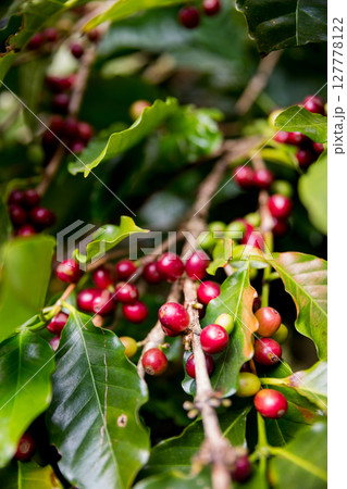 Farmer concept harvest ripe coffee seed robusta arabica berry close up fresh green leaf bean picking orange crop red yellow berries raw plant tree smart farm growth blur background eco organic garden 127778122