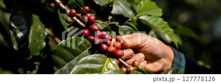 Farmer concept harvest hand ripe coffee seed robusta arabica berry close up fresh green leaf bean picking orange crop red yellow berries raw plant tree farm growth blur background eco organic garden Farmer concept harvest hand ripe coffee seed robusta arabica berry close up fresh green leaf bean picking orange crop red yellow berries raw plant tree farm growth blur background eco organic garden 127778126