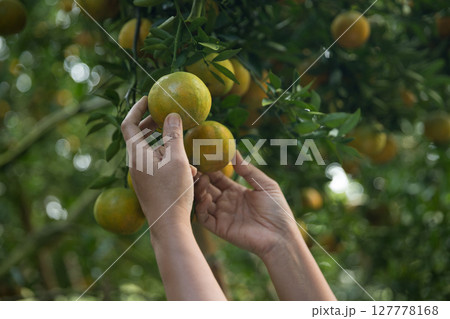 Business farm ripe orange concept farmer hand pick nature fruit citrus orchard mandarin tree growing organic lush leaves background green vibrant garden crop leaf laden branches plant close up growth Business farm ripe orange concept farmer hand pick nature fruit citrus orchard mandarin tree growing organic lush leaves background green vibrant garden crop leaf laden branches plant close up growth 127778168