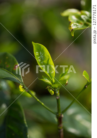 Smart farming techniques hydroponic fresh garden produce agriculture promotes farmer concept seedling coffee pot close up fresh green plant tree farm growth blur background organic garden cultivate Smart farming techniques hydroponic fresh garden produce agriculture promotes farmer concept seedling coffee pot close up fresh green plant tree farm growth blur background organic garden cultivate 127778171