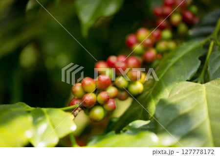 Blur background coffee seed eco organic garden Farmer concept hand harvest ripe robusta arabica berry close up fresh green leaf bean picking orange crop red yellow berries raw plant tree farm growth 127778172