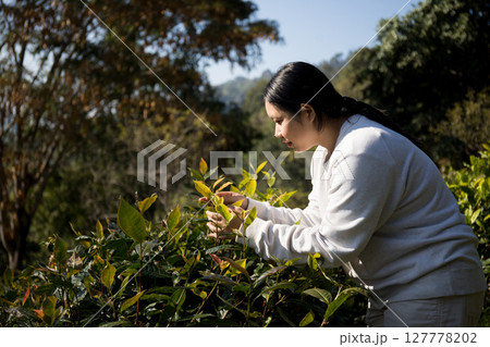 Business concept centers around fresh green tea reap background leaves organic farm with banner lush garden healthy plant tree leaves eco herbal farmer blur leaf plantation Freshness herbal natural Business concept centers around fresh green tea reap background leaves organic farm with banner lush garden healthy plant tree leaves eco herbal farmer blur leaf plantation Freshness herbal natural 127778202
