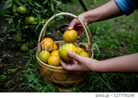 Business farm ripe orange concept farmer hand pick nature fruit citrus orchard mandarin tree growing organic lush leaves background green vibrant garden crop leaf laden branches plant close up growth Business farm ripe orange concept farmer hand pick nature fruit citrus orchard mandarin tree growing organic lush leaves background green vibrant garden crop leaf laden branches plant close up growth 127778206