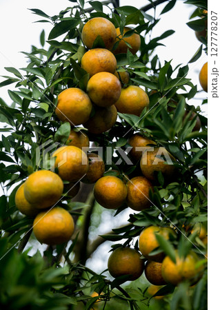 Business farm orange concept nature fruit citrus orchard mandarin tree growing, vibrant organic lush leaves background farmer green garden crop leaf ripe laden branches plant close up farming growth. 127778207