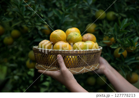 Business farm ripe orange concept farmer hand pick nature fruit citrus orchard mandarin tree growing organic lush leaves background green vibrant garden crop leaf laden branches plant close up growth 127778213