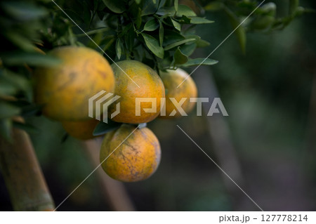 Business farm orange concept nature fruit citrus orchard mandarin tree growing, vibrant organic lush leaves background farmer green garden crop leaf ripe laden branches plant close up farming growth. 127778214