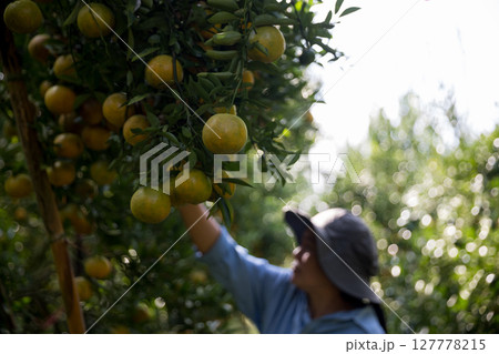 Business farm ripe orange concept farmer hand pick nature fruit citrus orchard mandarin tree growing organic lush leaves background green vibrant garden crop leaf laden branches plant close up growth 127778215
