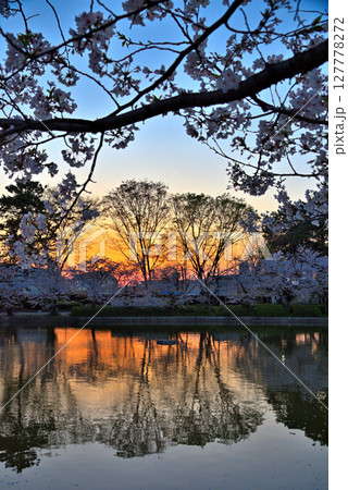 《愛知県》名古屋市名城公園の夕暮れと水面に映る満開の桜 《愛知県》名古屋市名城公園の夕暮れと水面に映る満開の桜 127778272