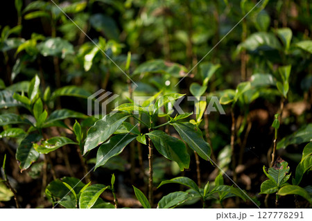 Smart farming techniques hydroponic fresh garden produce agriculture promotes farmer concept seedling coffee pot close up fresh green plant tree farm growth blur background organic garden cultivate Smart farming techniques hydroponic fresh garden produce agriculture promotes farmer concept seedling coffee pot close up fresh green plant tree farm growth blur background organic garden cultivate 127778291