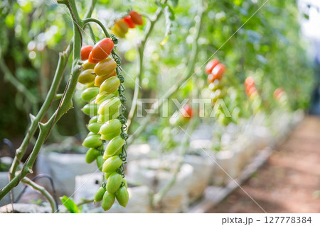 Smart farming techniques hydroponic salad vegetables technology tomato red green ensuring fresh sustainable produce agriculture promotes healthy eating support farmer living local community non gmo 127778384