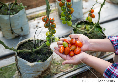 Smart farming techniques hydroponic salad vegetables technology tomato red green ensuring fresh sustainable produce agriculture promotes healthy eating support farmer living local community non gmo Smart farming techniques hydroponic salad vegetables technology tomato red green ensuring fresh sustainable produce agriculture promotes healthy eating support farmer living local community non gmo 127778405