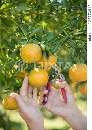 Business farm ripe orange concept farmer hand pick nature fruit citrus orchard mandarin tree growing organic lush leaves background green vibrant garden crop leaf laden branches plant close up growth Business farm ripe orange concept farmer hand pick nature fruit citrus orchard mandarin tree growing organic lush leaves background green vibrant garden crop leaf laden branches plant close up growth 127778415