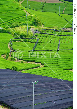 和束石寺・一番茶茶の頃の茶畑の丘陵 127778444