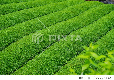 和束石寺・一番茶茶の頃の茶畑の丘陵 127778452
