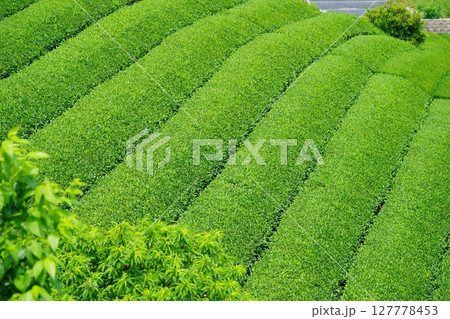 和束石寺・一番茶茶の頃の茶畑の丘陵 127778453