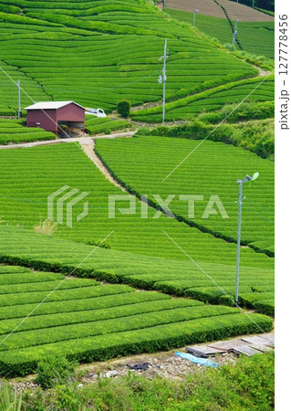 和束石寺・一番茶茶の頃の茶畑の丘陵 127778456