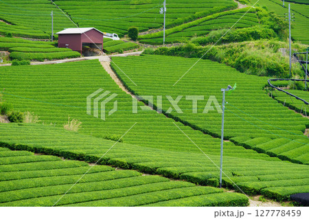 和束石寺・一番茶茶の頃の茶畑の丘陵 127778459