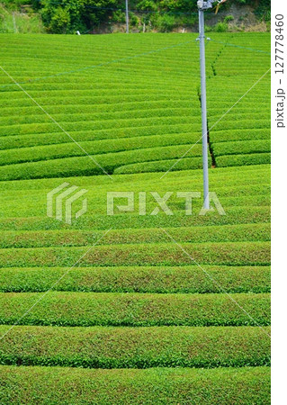 和束石寺・一番茶茶摘み後の宇治茶の茶畑 127778460