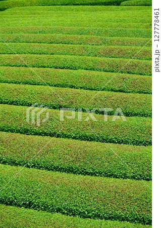 和束石寺・一番茶茶摘み後の宇治茶の茶畑 和束石寺・一番茶茶摘み後の宇治茶の茶畑 127778461