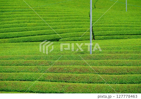 和束石寺・一番茶茶摘み後の宇治茶の茶畑 127778463