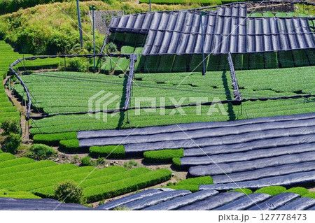 和束石寺・覆いを取る前の茶畑 127778473