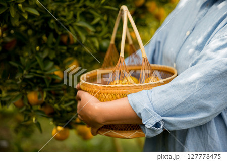 Business farm ripe orange concept farmer hand pick nature fruit citrus orchard mandarin tree growing organic lush leaves background green vibrant garden crop leaf laden branches plant close up growth 127778475