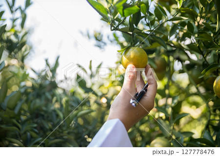 Business farm ripe orange concept farmer hand pick nature fruit citrus orchard mandarin tree growing organic lush leaves background green vibrant garden crop leaf laden branches plant close up growth 127778476
