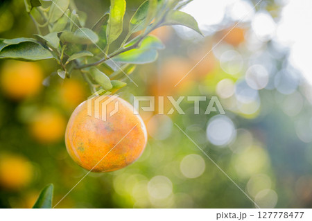 Business farm orange concept nature fruit citrus orchard mandarin tree growing, vibrant organic lush leaves background farmer green garden crop leaf ripe laden branches plant close up farming growth. Business farm orange concept nature fruit citrus orchard mandarin tree growing, vibrant organic lush leaves background farmer green garden crop leaf ripe laden branches plant close up farming growth. 127778477