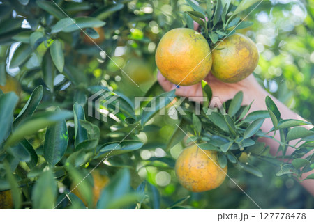 Business farm ripe orange concept farmer hand pick nature fruit citrus orchard mandarin tree growing organic lush leaves background green vibrant garden crop leaf laden branches plant close up growth Business farm ripe orange concept farmer hand pick nature fruit citrus orchard mandarin tree growing organic lush leaves background green vibrant garden crop leaf laden branches plant close up growth 127778478