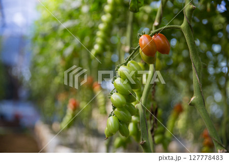 Smart farming techniques hydroponic salad vegetables technology tomato red green ensuring fresh sustainable produce agriculture promotes healthy eating support farmer living local community non gmo 127778483