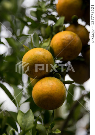 Business farm orange concept nature fruit citrus orchard mandarin tree growing, vibrant organic lush leaves background farmer green garden crop leaf ripe laden branches plant close up farming growth. 127778521