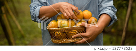 Business farm ripe orange concept farmer hand pick nature fruit citrus orchard mandarin tree growing organic lush leaves background green vibrant garden crop leaf laden branches plant close up growth 127778522