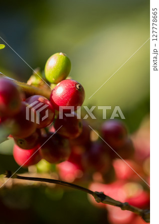 Farmer concept harvest fruit ripe coffee seed robusta arabica berry close up fresh green leaf bean picking orange crop red yellow berries raw plant tree farm growth blur background eco organic garden 127778665