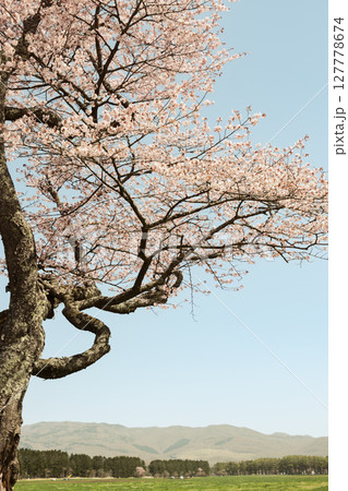 北海道静内2025-二十間桜- 北海道静内2025-二十間桜- 127778674