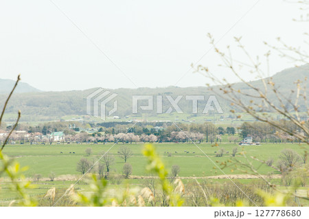 北海道静内2025-二十間桜-07 127778680