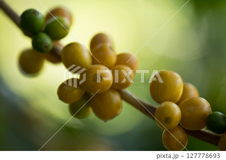 Farmer concept harvest fruit ripe coffee seed robusta arabica berry close up fresh green leaf bean picking orange crop red yellow berries raw plant tree farm growth blur background eco organic garden 127778693