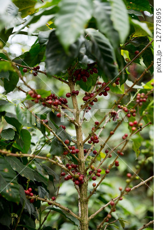 Farmer concept harvest fruit ripe coffee seed robusta arabica berry close up fresh green leaf bean picking orange crop red yellow berries raw plant tree farm growth blur background eco organic garden Farmer concept harvest fruit ripe coffee seed robusta arabica berry close up fresh green leaf bean picking orange crop red yellow berries raw plant tree farm growth blur background eco organic garden 127778695