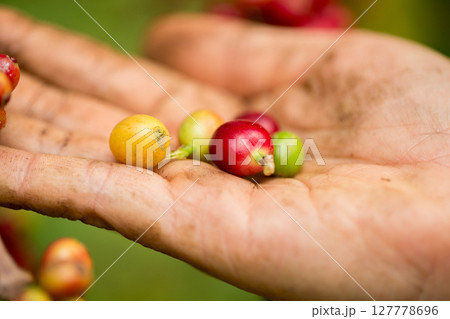 Farmer concept harvest hand ripe coffee seed robusta arabica berry close up fresh green leaf bean picking orange crop red yellow berries raw plant tree farm growth blur background eco organic garden 127778696