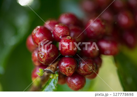 Farmer concept harvest fruit ripe coffee seed robusta arabica berry close up fresh green leaf bean picking orange crop red yellow berries raw plant tree farm growth blur background eco organic garden Farmer concept harvest fruit ripe coffee seed robusta arabica berry close up fresh green leaf bean picking orange crop red yellow berries raw plant tree farm growth blur background eco organic garden 127778698
