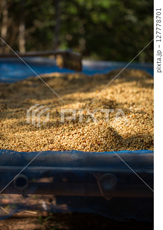 Smart farming techniques machinery roast apparatus coffee bean dry sunlight tool sunbeam sunray sunshine fresh garden produce agriculture promotes farmer concept close up plant farm blur background 127778701
