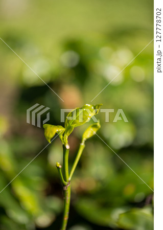 Smart farming techniques hydroponic fresh garden produce agriculture promotes farmer concept seedling coffee pot close up fresh green plant tree farm growth blur background organic garden cultivate Smart farming techniques hydroponic fresh garden produce agriculture promotes farmer concept seedling coffee pot close up fresh green plant tree farm growth blur background organic garden cultivate 127778702