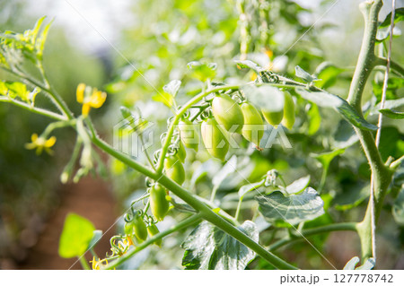 Smart farming techniques hydroponic salad vegetables technology tomato red green ensuring fresh sustainable produce agriculture promotes healthy eating support farmer living local community non gmo Smart farming techniques hydroponic salad vegetables technology tomato red green ensuring fresh sustainable produce agriculture promotes healthy eating support farmer living local community non gmo 127778742
