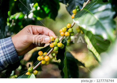 Farmer concept hand harvest ripe coffee seed robusta arabica berry close up fresh green leaf bean picking orange crop red yellow berries raw plant tree farm growth blur background eco organic garden Farmer concept hand harvest ripe coffee seed robusta arabica berry close up fresh green leaf bean picking orange crop red yellow berries raw plant tree farm growth blur background eco organic garden 127778744