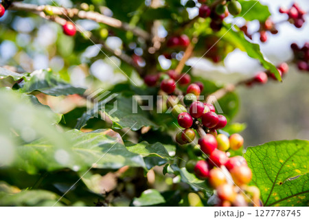 Farmer concept harvest ripe coffee seed robusta arabica berry close up fresh green leaf bean picking orange crop red yellow berries raw plant tree smart farm growth blur background eco organic garden Farmer concept harvest ripe coffee seed robusta arabica berry close up fresh green leaf bean picking orange crop red yellow berries raw plant tree smart farm growth blur background eco organic garden 127778745